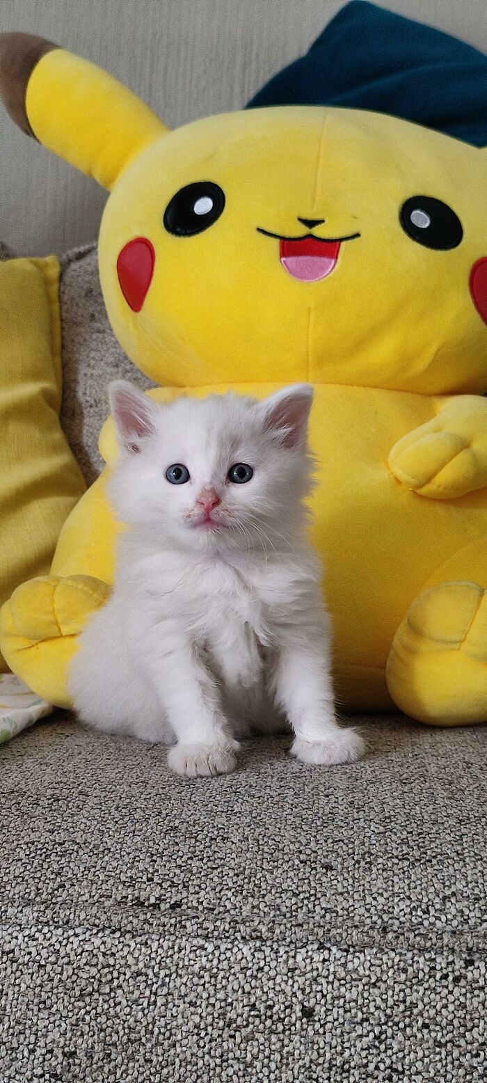 The Smolest Pokemon Master Is Loving Her Jew Home