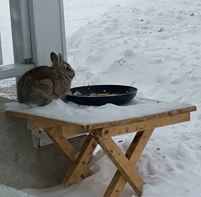 Need Help Identifying New Bird At Bird Feeder. Wrong Answers Only