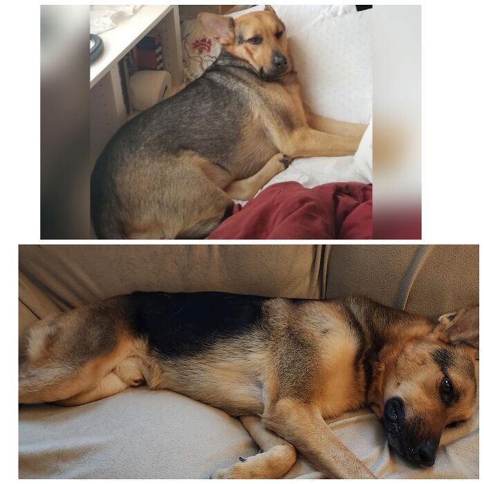 The Veterinarian Said He Needed To Lose Weight. I Present To You, Dechonkified Chester. He Didn't Like The Journey But Never Takes Food For Granted After The Diet He Had To Endure