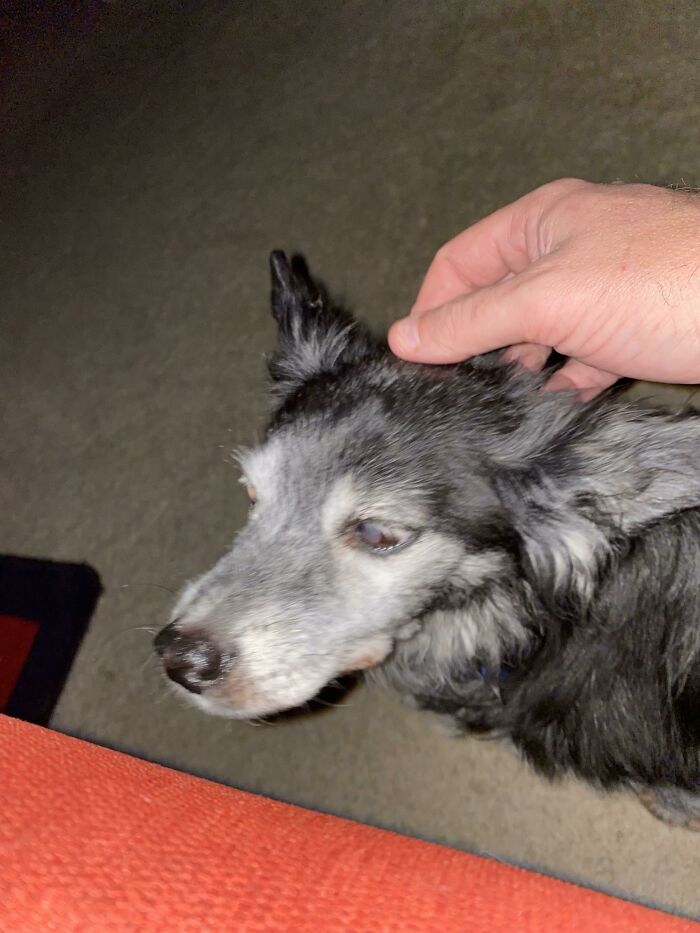 Our 22 Year Old Little Mutt. Can’t See, Can Hardly Hear But That Nose Can Pick Up A Dropped French Fry From 50 Feet Away