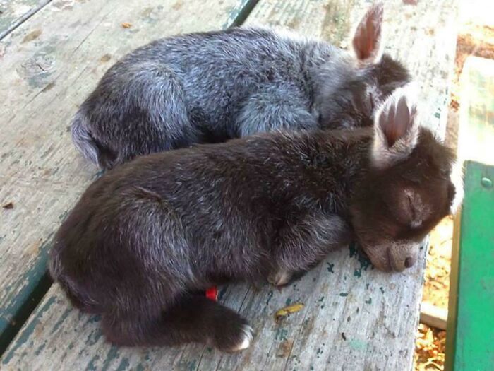 Two adorable baby animals sleeping closely together on a wooden surface, showcasing their soft fur and peacefulness.