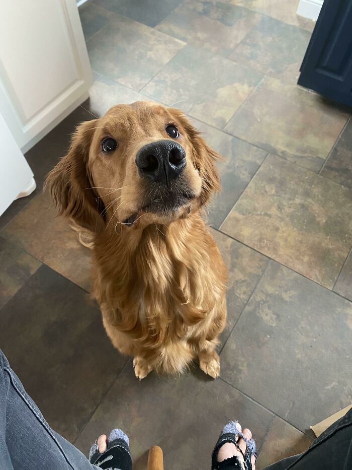 Golden retriever looking up with big eyes on a tiled floor, one of the cutest dogs ever in a cozy indoor setting.