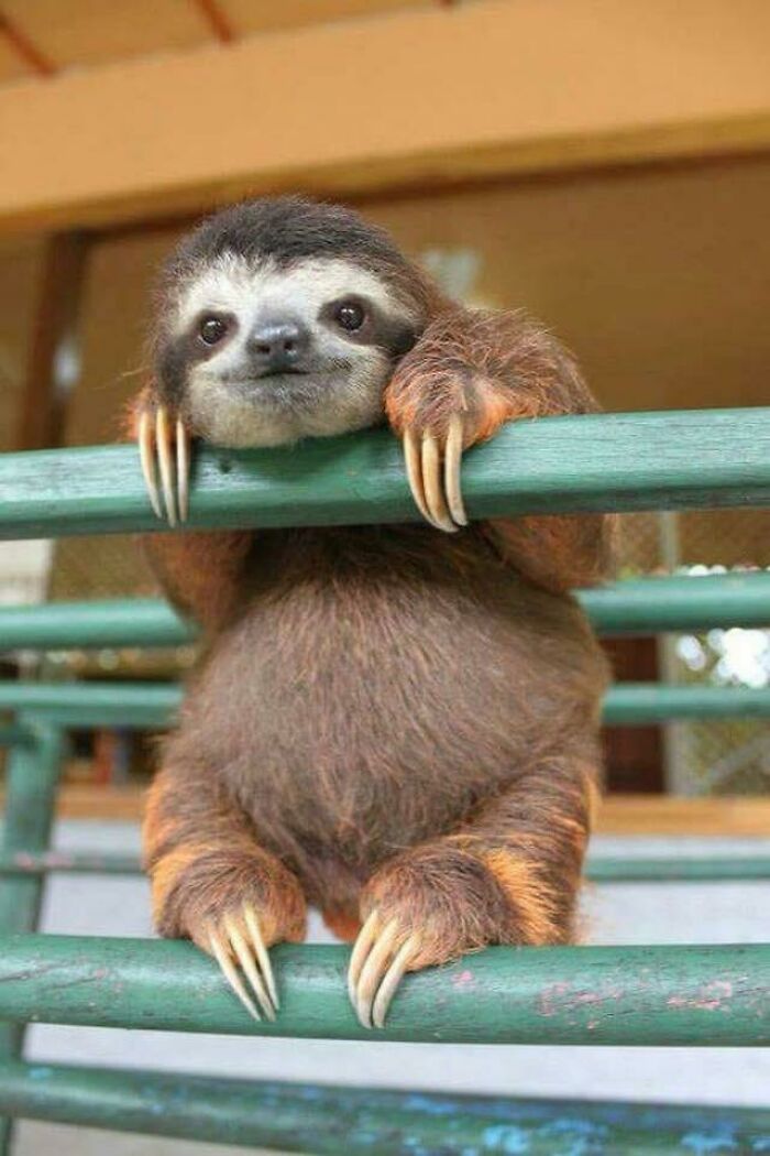 Adorable sloth resting on green railings, showcasing its long claws and gentle expression, cute animals brightening the day