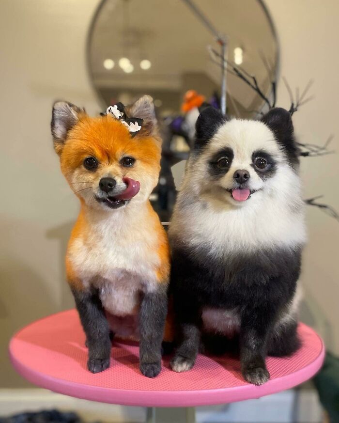 Two of the cutest dogs ever sitting on a pink table indoors, one with orange fur and the other with black and white fur.