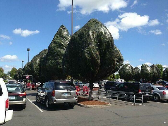 Why Did They Do This To These Trees?
