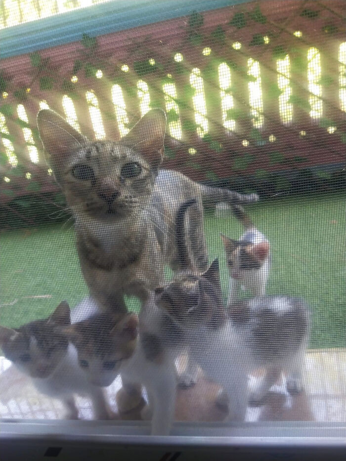 Una familia entera estaba maullando afuera de mi puerta, así que los adopté 