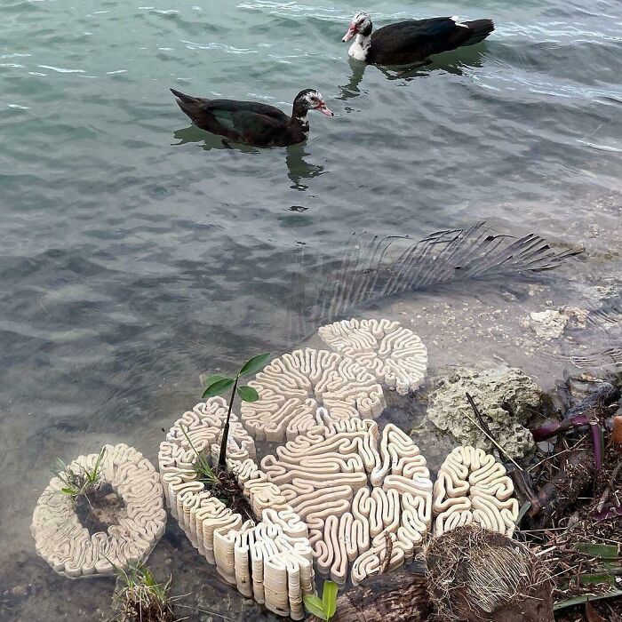 What Are These Squiggly Brain-Like Shapes In The Water?