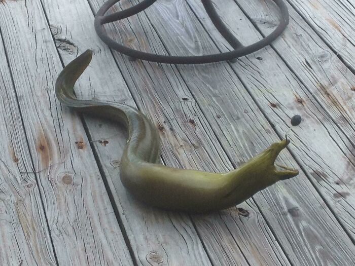 Caught In Florida Years Ago. Found In Camera. (We Did Release It)