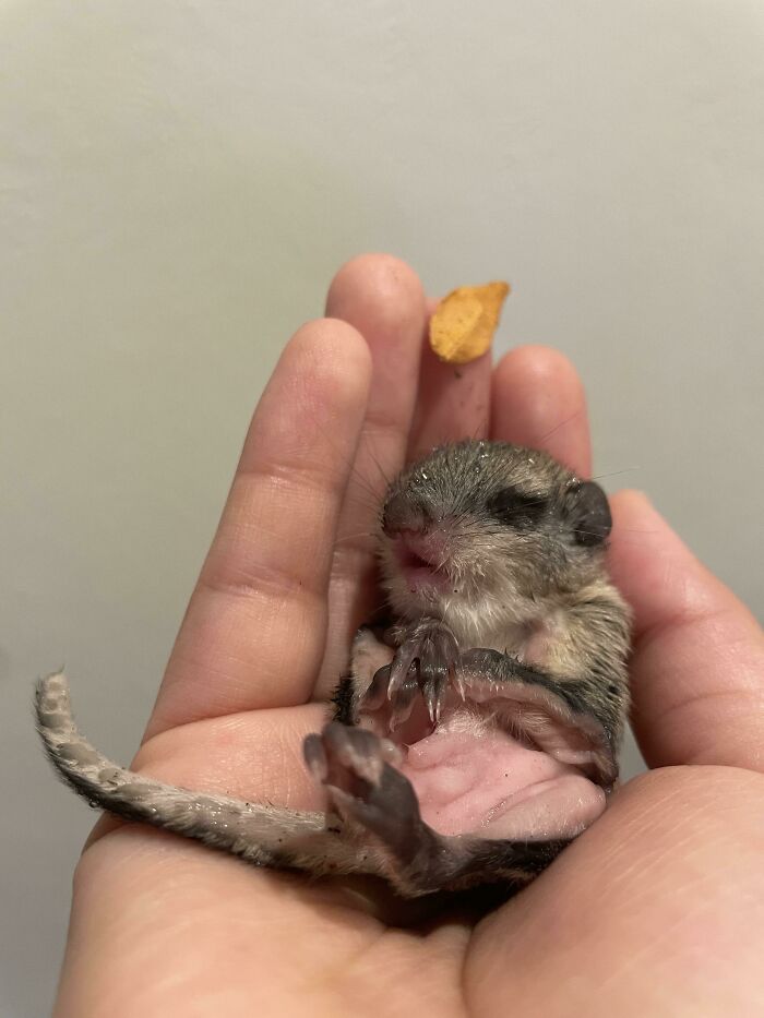 Found By A Tree. Took Boy Home