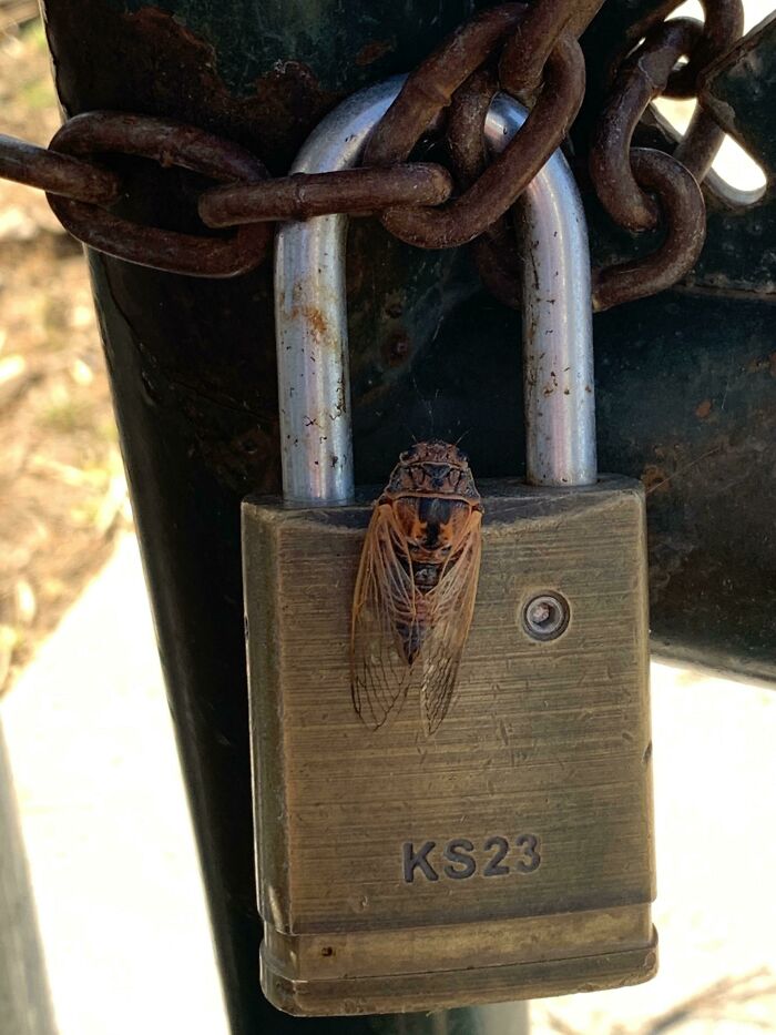 What Is This Bug? Why Does It Scream?? Eastern Washington