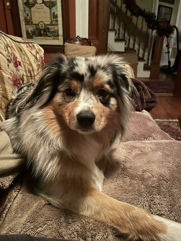 Australian Shepherd dog with a multicolored coat resting indoors on a blanket, showcasing one of the cutest dogs ever.