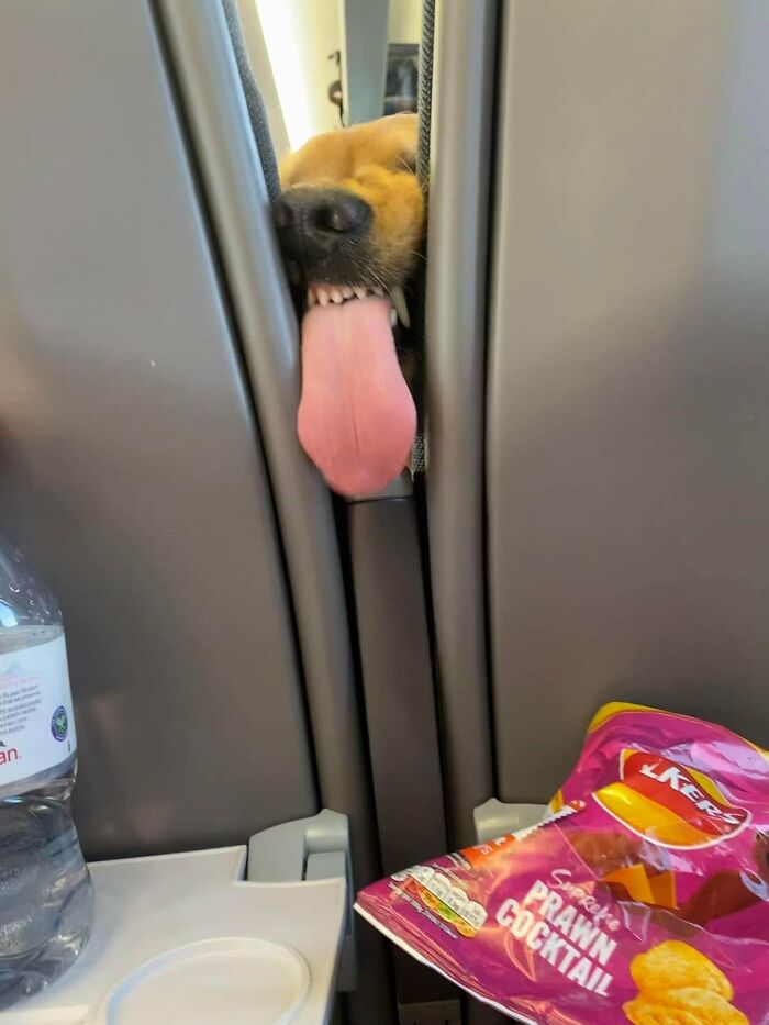 Looks Like Someone In The Seat In Front Can Smell The Chips