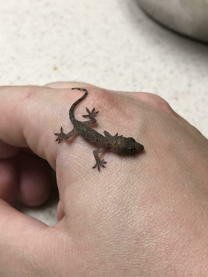 What Kind Of Lizard Is This? It Refuses To Leave My Hand And I’m Not Sure How To Help It (I Live In Central Florida)