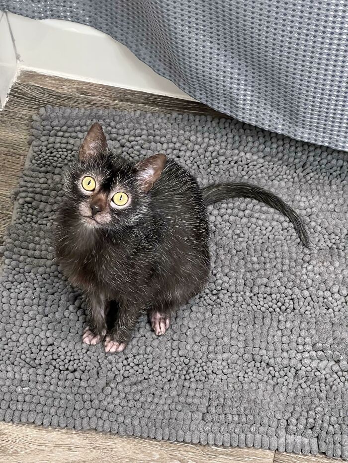 Excuse Me! Were You Attempting To Use The Bathroom Alone??