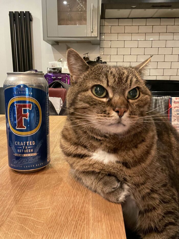 During Lockdown, My Husband And I Would Pretend To Go The Pub, And Sit At The Breakfast Bar With A Drink. Our Cat Liked Joining In!