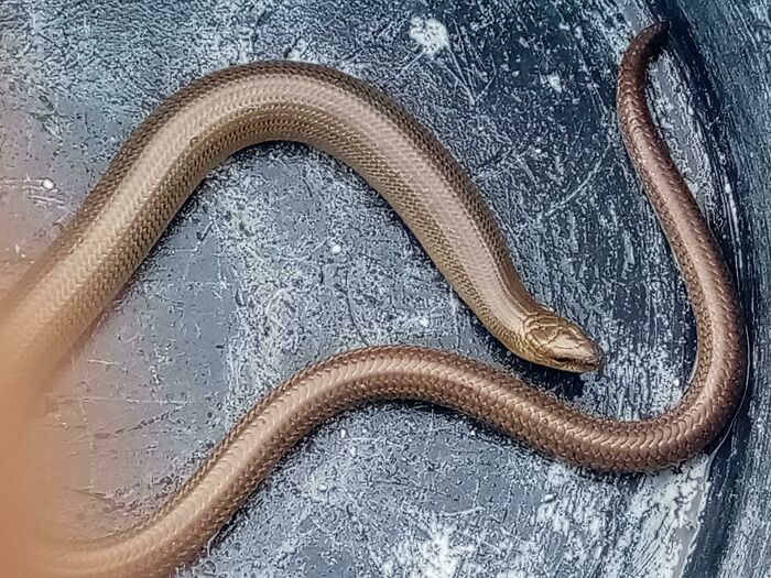 Found This Lil F*cker In My Garden, He Doesn't Bite,he Even Lets Me Touch And Handle Him.what Could It Be?is It A Non Venomous Kind Of Snake Or Just A Legless Lizard?