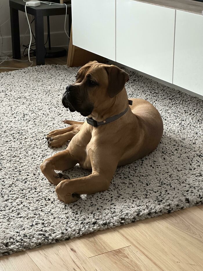 Brown dog lying on a textured carpet indoors, showcasing one of the cutest dogs in a calm, relaxed pose.