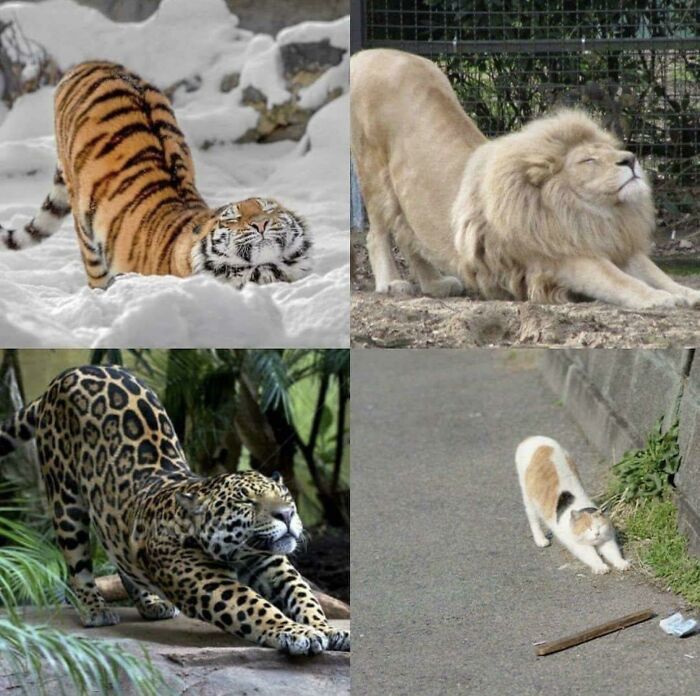 Four adorable animals stretching including a tiger, a white lion, a jaguar, and a calico cat in different outdoor settings.