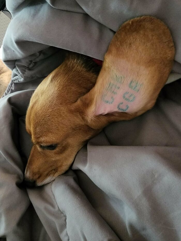 Meet Lilo, Rescued From The Envigo 4000 Hence The Ear Tattoo. We're Going To Give Her The Wonderful Life She Deserves