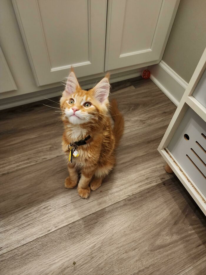 "I Promise I Will Never Knock Anything Off The Counter. Scout's Honor!"