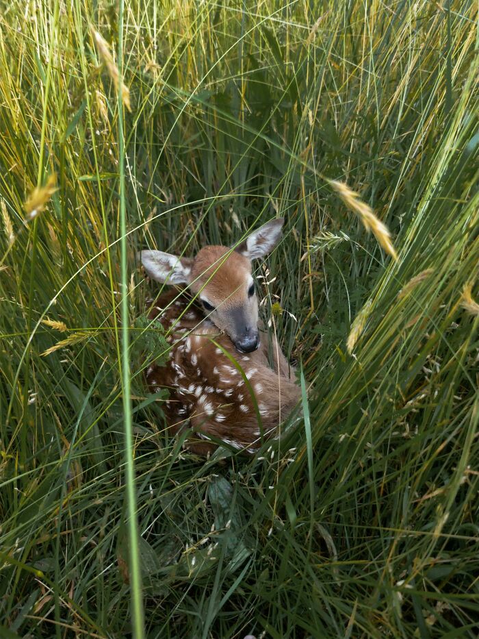 Fawn resting quietly in tall grass surrounded by green plants, showcasing one of the adorable animals to brighten your day.