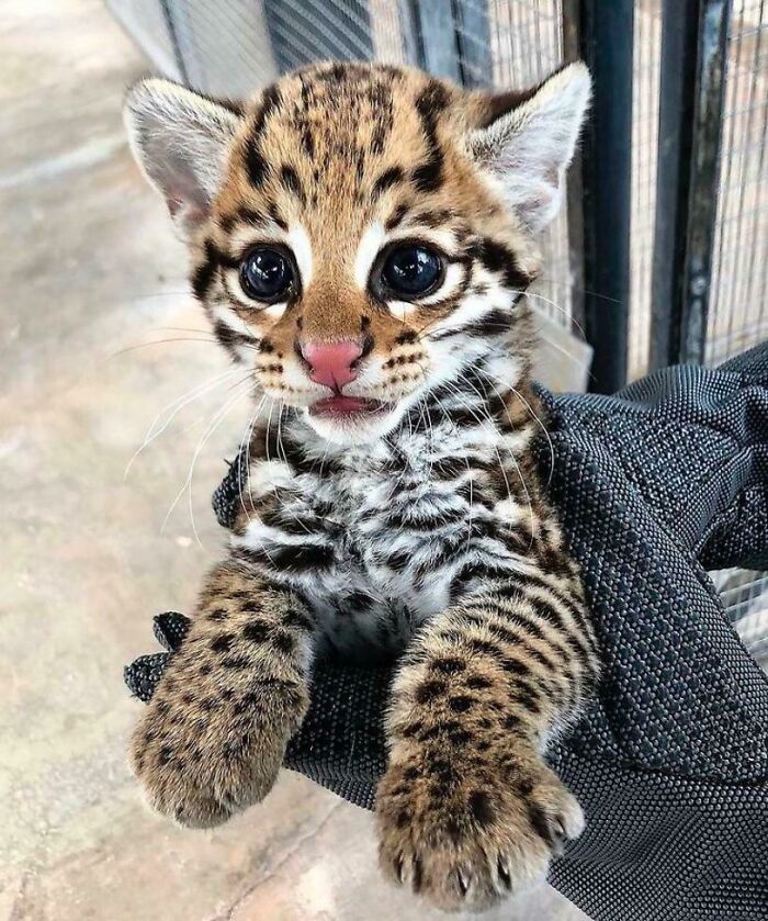Cute baby ocelot with large eyes held by gloved hands, one of the adorable animals that might brighten up your day.