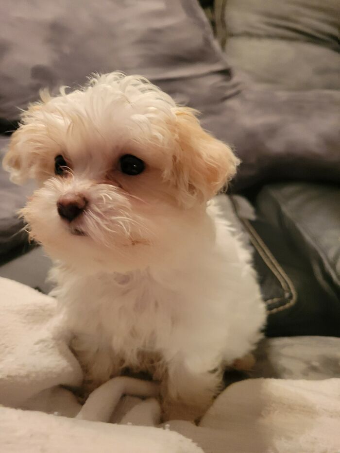 Small fluffy white and tan puppy sitting on a soft blanket, one of the cutest dogs ever in a cozy home setting.