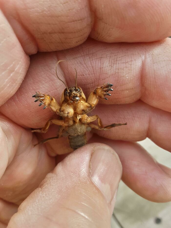 Murder Cricket? Found This In A Parking Lot, Made Sure It Was Dead Before I Picked It Up