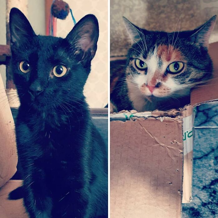 Jinx & Mitzi