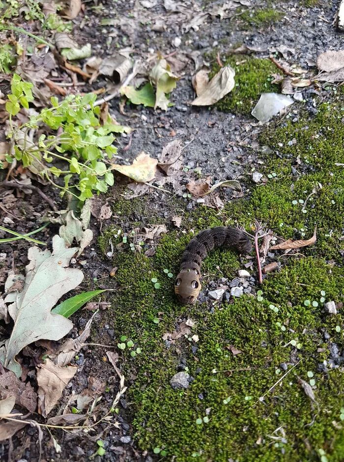 A Strange Creature In South Wales, UK