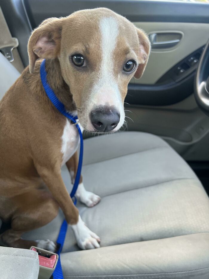 Small brown and white dog with a blue leash sitting on a car seat, looking with big, cute eyes.
