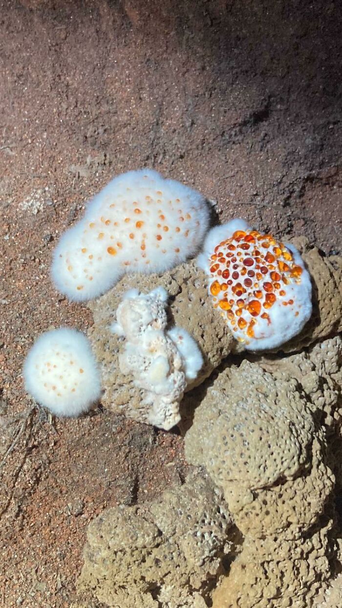 This Is Growing In My Crawlspace.... Sos