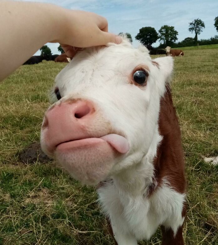 This Calf Being A Derp