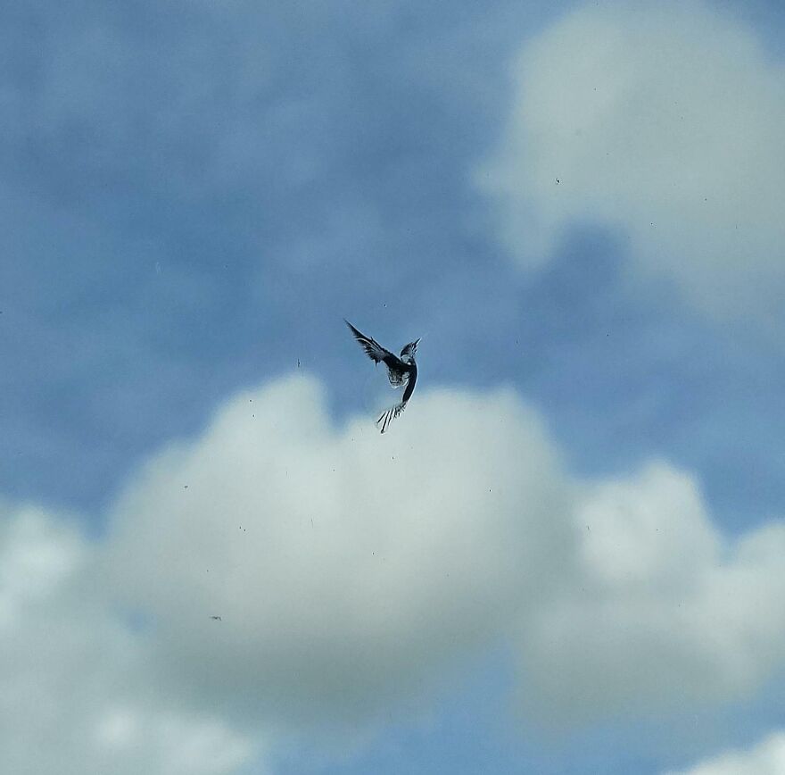 A Rock Created Bird Shaped Window Art On My Car