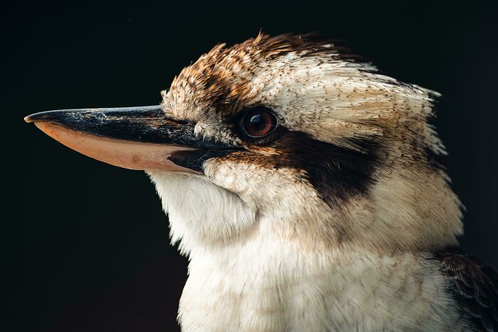 ¡La mejor foto de una cucaburra que he tomado hasta ahora!