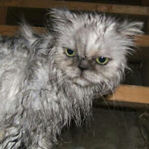 b-squaredprojectsgalore avatar