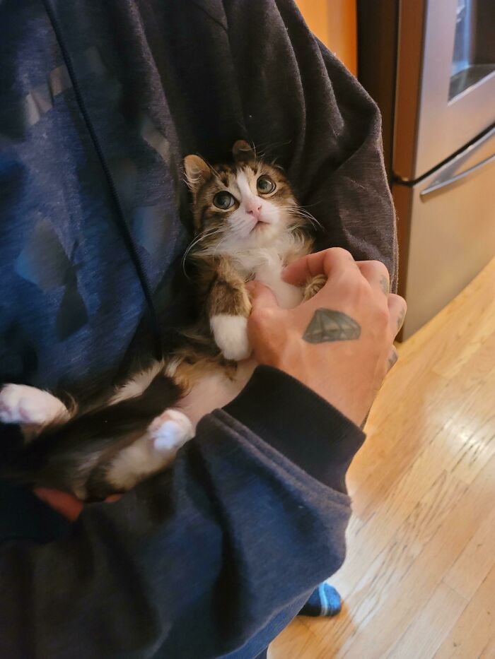 Adopted This Little Sweetie