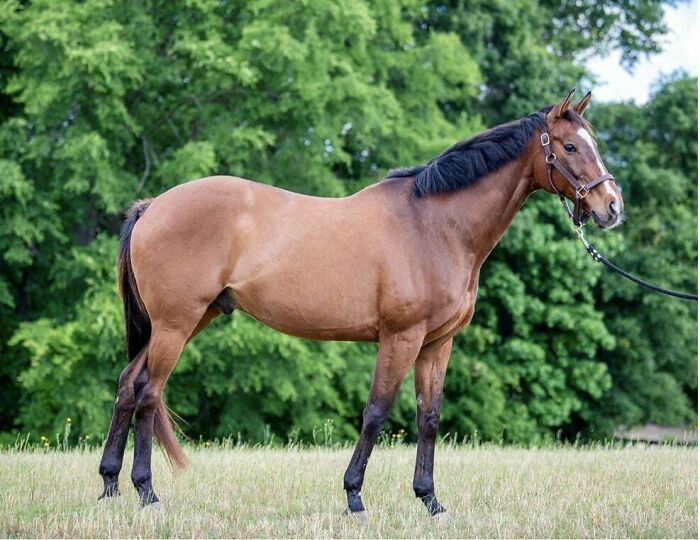 I Just Adopted An Ex-Racehorse. He’s Got A New Home But He Needs A New Name. Any Suggestions?