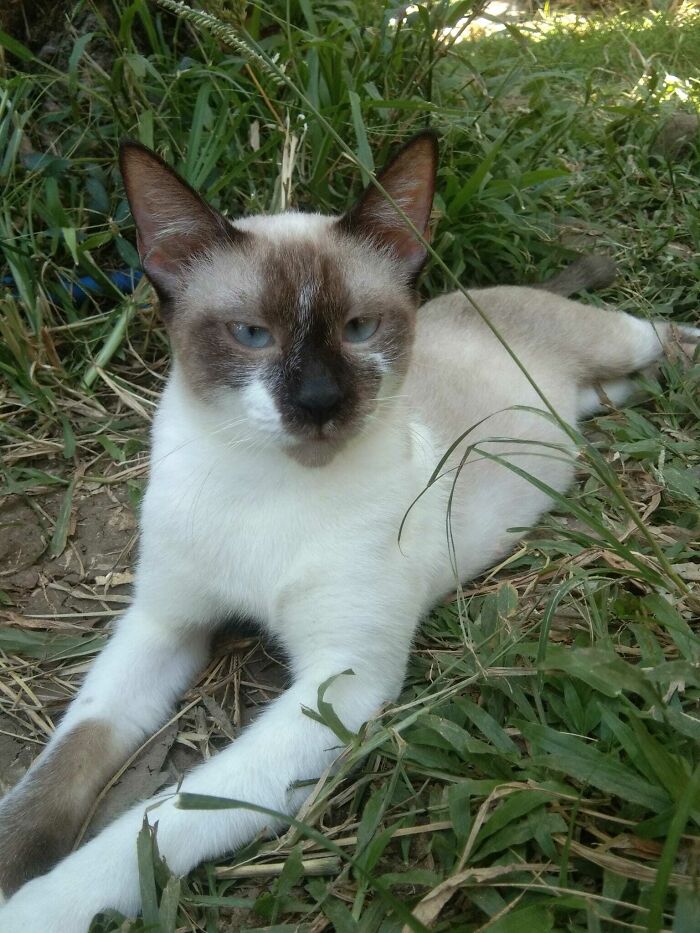 I Adopted A Cat From Street. Anyone Knows What Kind Of Breed She Is?