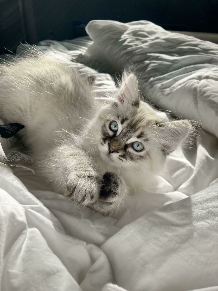 What Kind Of Cat Have I Adopted?