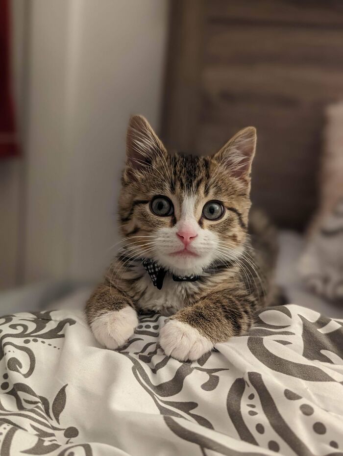 We Adopted The Sweetest Little Man! Welcome To The Family, Gus!