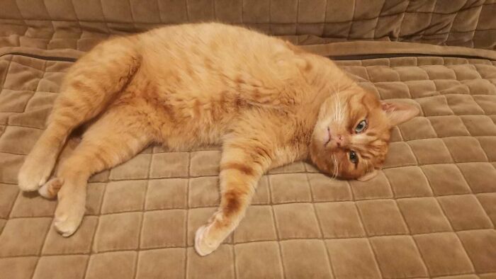 Tripod - Adopted From The Mountains, Now A House Cat