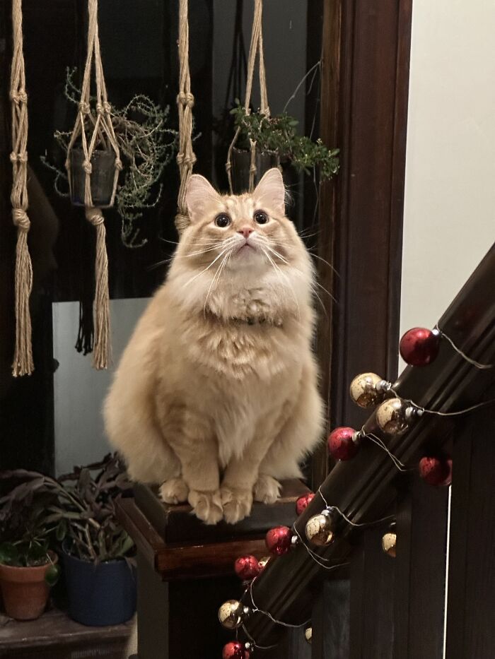 This Is Our New Foster-To-Adoption Cat, Chorizo. And He Has Stolen My Heart