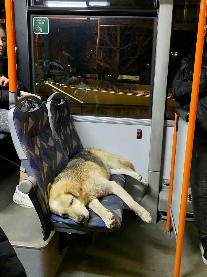 This Guy Escaped The Dog Shelter Few Days Ago Just Before His New Family Adopted Him. He Was Finally Found