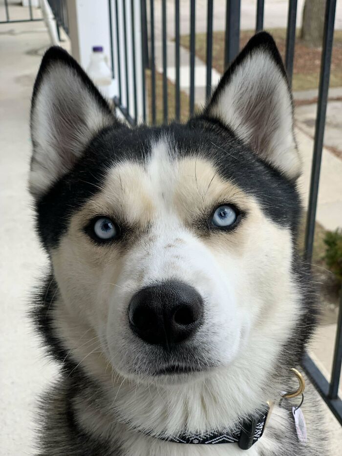 Meet Vader! I Recently Adopted Him From The Shelter