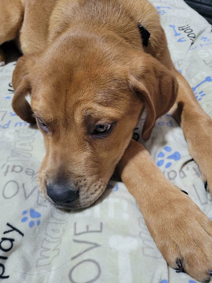 Adopted A 4mo Old Puppy Today