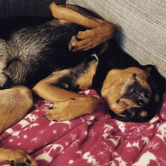 Little Guy We Adopted