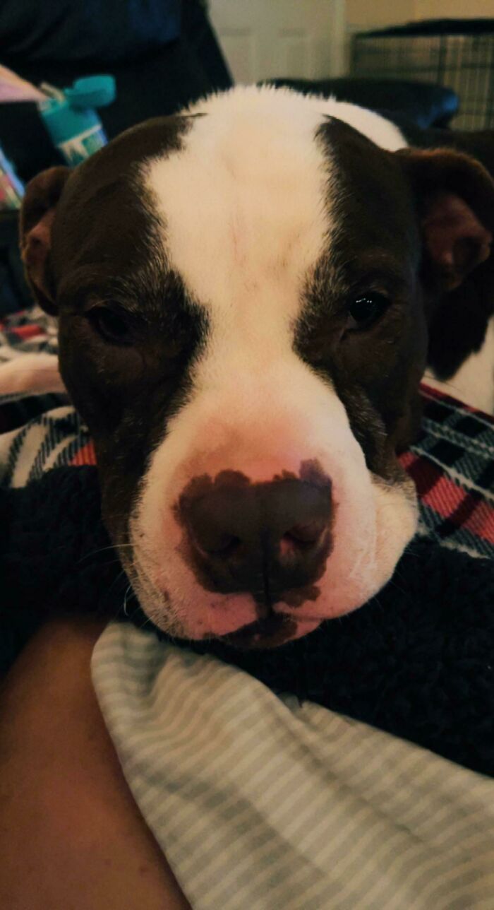 We Just Adopted A Long-Term Shelter Resident. I Think He’s Happy To Have A Home