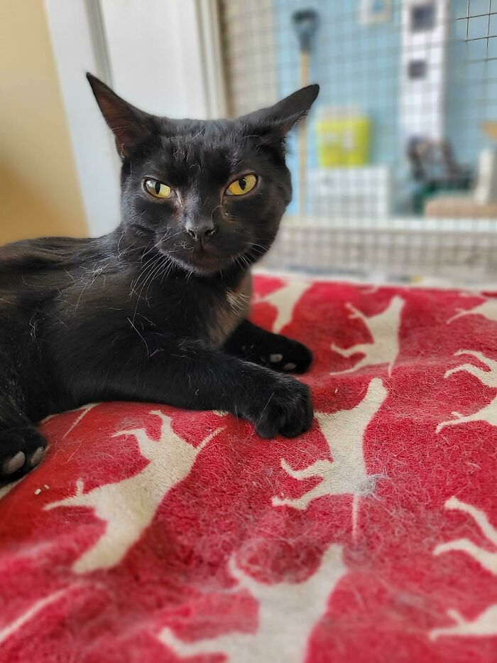 This Is Sassy From Our Shelter. She Got Adopted Today!!! Look At Her Eyes!