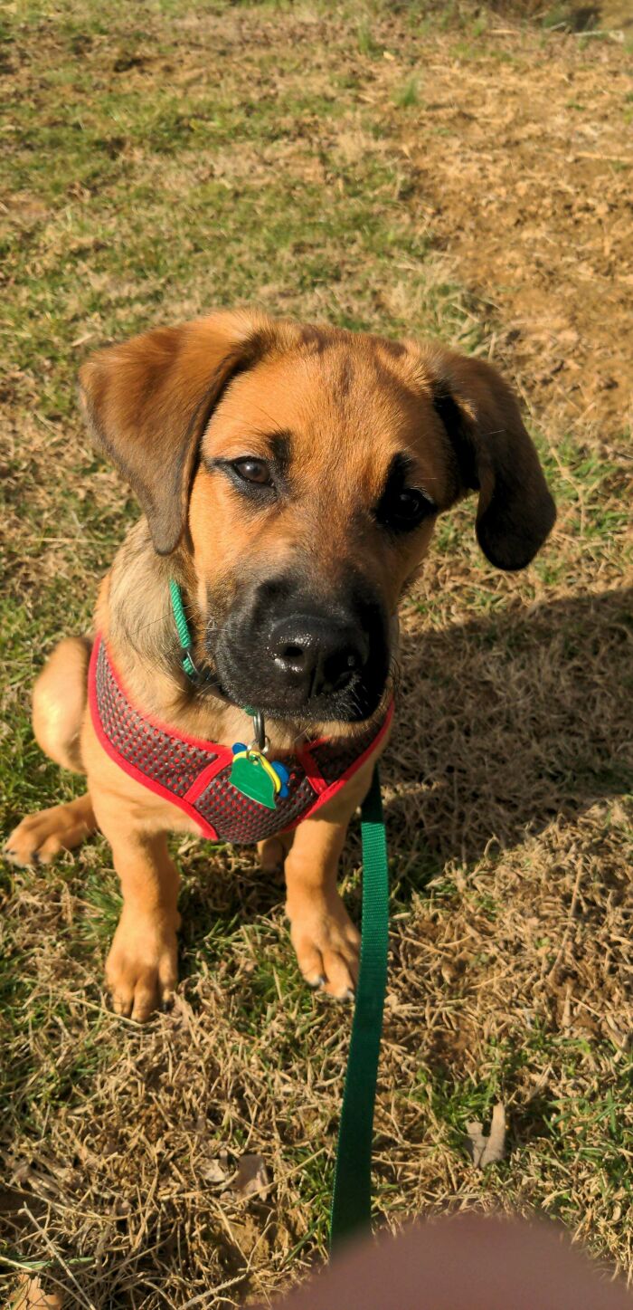 Just Adopted This Little Guy Today!